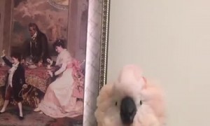Crazy cockatoo shows off very interesting dance moves