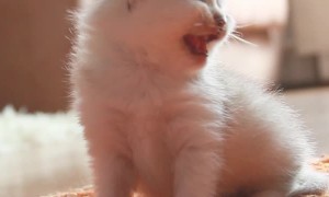 Tiny Kitten Mews for More Love