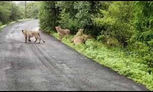 Indian farmer films pride of majestic lionesses crossing road