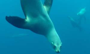 Sea lion attempts scary attack on California diver