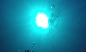 Pair of Whales Passing By