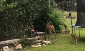 Five Fawns Having Some Frolicking Fun