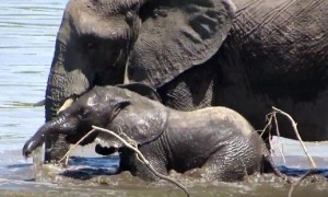 Baby elephant gets encouragement from mom during river cross