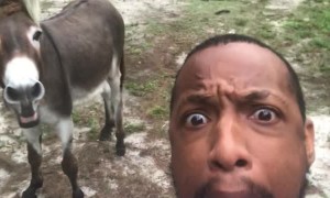 Singing a Duet with the Donkey