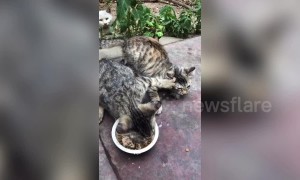 Greedy cat refuses to share food with feline friends in China