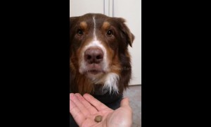 Who’s a clever boy? Dog learns when to refuse a treat and when to eat it