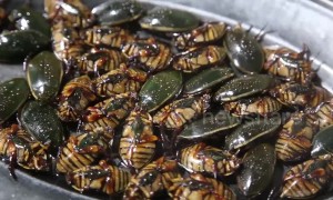 Chinese restaurant serves steamed cockroaches as snacks for customers