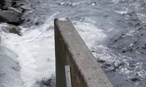 Salmon Swim to Freedom from Fish Hatchery