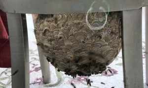 Huge Hornet Hive Hangs From Chair