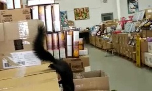 Squirrel Surprises Shopper Inside Store