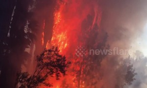 Brush fire engulfs park in north-western Los Angeles