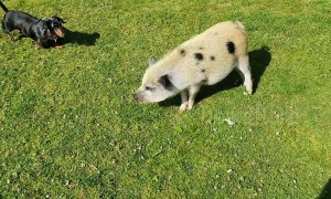 Piglet vs dachshund: Who wins the cuteness Olympics?