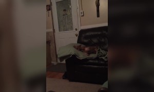 Chihuahua Talks Back