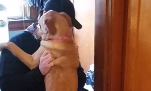 Dog's emotional reaction after not seeing owner for 2 months