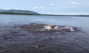 Dog Swims with Salmon School