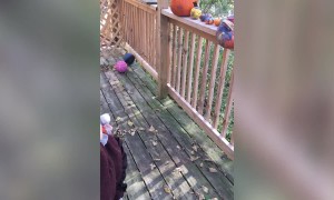 Little Girl Thought Pumpkin would Stay Good Forever – LOL