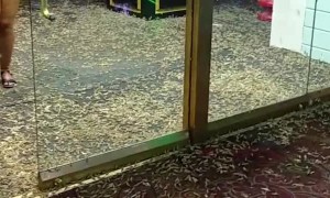 Grasshoppers Invade Casino