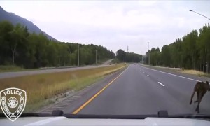 Patrol car nearly crashes into crossing moose