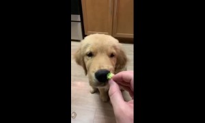 This US golden retriever puppy really hates broccoli