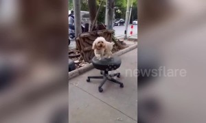 Dog spins on swivel chair while tied to tree in China's Changchun