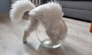 Kitty Wants to Be a Fish