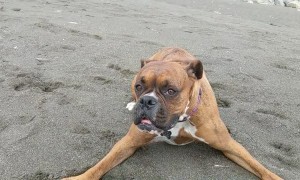 Boxer Shows off Her Sweet Spins