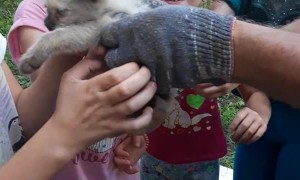 Kitty Rescued from Car Engine Bay