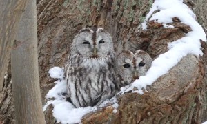 Two Tawny Owls Peer out from Tree Hollow