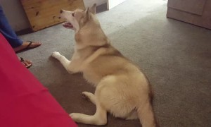 Stubborn husky refuses shower, vocally argues back