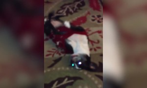 Chihuahua Loves to Dance