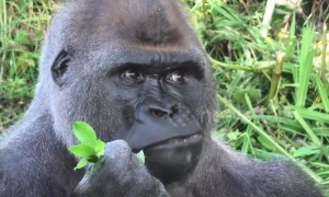 Silverback gorilla in UK zoo eats his greens to get summer body ready