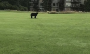 Golf Game Interrupted by Curious Bear