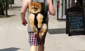 Totally chill dog adorably rides along in owner's backpack