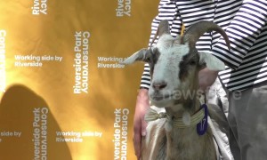 No kidding: NYC goats being honored