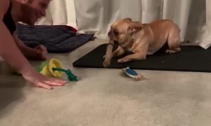 Doggo Gives the Cold Shoulder