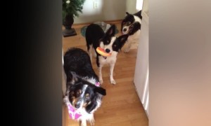 Border Collies