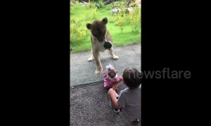 Lioness attempts to attack siblings through glass at New Orleans zoo