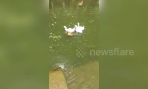Chicken spotted swimming with family of ducks in a pool in China