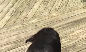 Dog Helps Bird Find Freedom