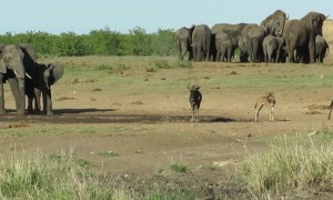 Elephant chases animals from 