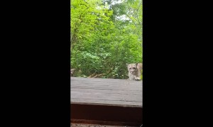 Mountain Lion Attempts to Enter Cabin