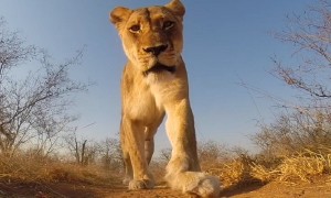 Lioness notices camera and decides to make it her toy