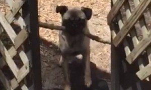 Frustrated pug puppy can't fit stick through fence door