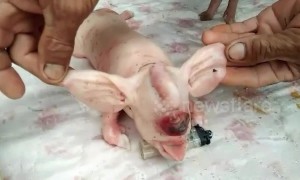 Piglet born with elephant ears and trunk on its head in rural Thailand