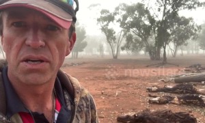 68 cattle found shot dead during Australian drought