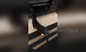 Adorable kitten jumps back in fear of printer