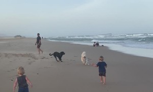 Dogs Bound Over Little Boy