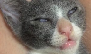 Cats Sleeps with Strange Expression