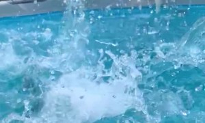 Doggo's Leisurely Leap into Pool