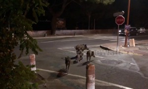 Too cute! Family of wild boar crosses road in South of France